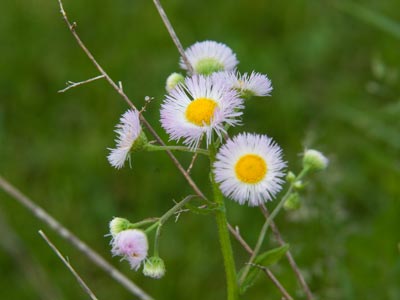 The prairie is beginning to bloom.