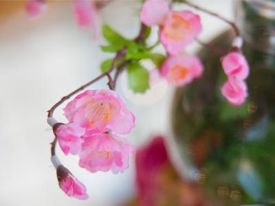 Cherry blossoms decorate the Wintergarden of the Schuster Center prior to the curtain of `The Mikado.`