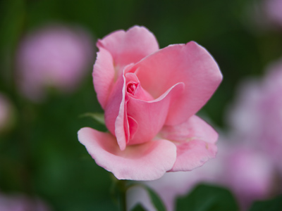 Nature can teach important lessons to anyone willing to learn.  This one is about the brevity of our existence.