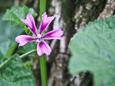 A weed, I suspect.  I didn`t touch it.