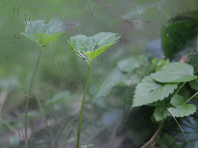 Mirrors do not occur naturally in the wild.