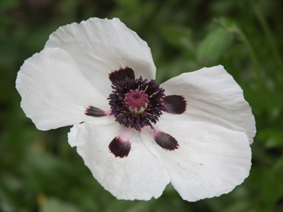 If a butterfly landed on this flower, it would be hard to tell one from the other.