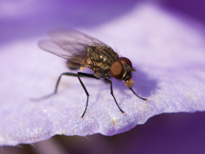 Another bubble-blowing fly, or maybe the same one as May 31, 2009.