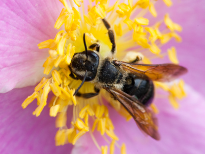 I wouldn`t fit in well within the beehive.  I`m not social, nor am I a hard worker.