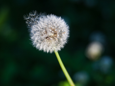 Now blowing through the air, heading toward your lawn.