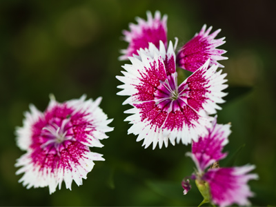 On the other hand, I`ve missed a few Olympics and NBA playoffs and some good PBS programs.