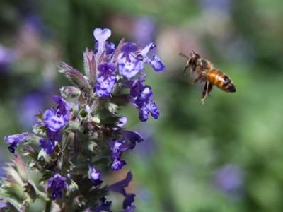 Coming soon:  a bottle of honey.