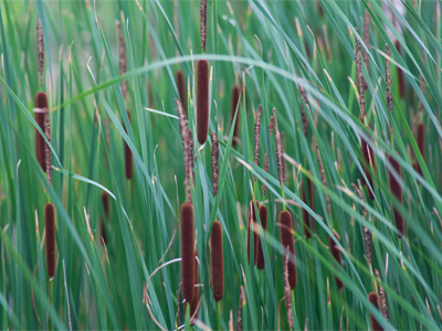Can you recommend a good summer reed?