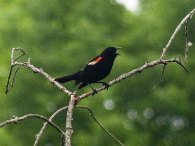 `I can fly higher than an eagle, `cause you are the wind beneath my wings.  Fly, fly, FLYYYYYYY!`