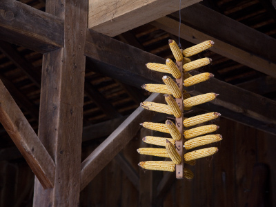 Let the barn rats try to get the corn now.