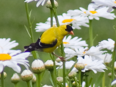 Small enough to perch on a daisy.