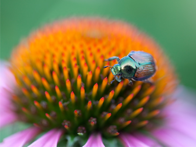 Slightly repetitious, perhaps, but it`s a different bug on a different flower in a different location.