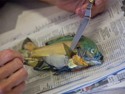 Gyotaku is a centuries-old printing technique originated by Japanese fishermen.  First, apply paint or ink to the fish.