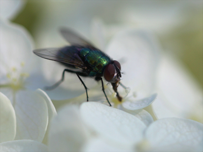 Who knew there were spots to drink from in this flower?