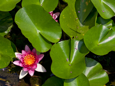 Dragonfly Five (look for the shadow).