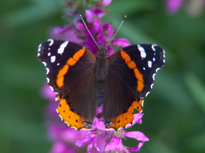 Red Admiral.