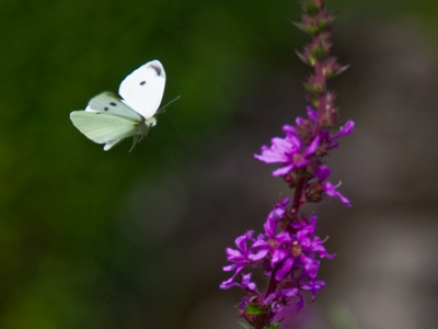 It likes to make little helicopter noises when it lands.