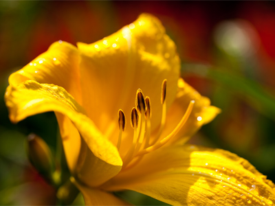 Lily of the Miami Valley.