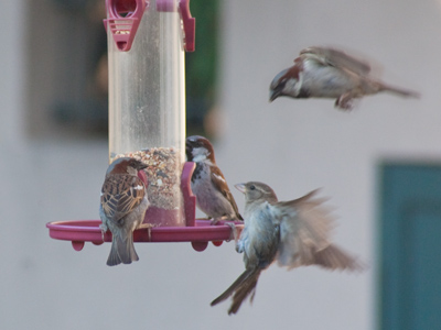 There`s never enough food to go around.