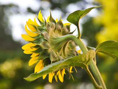 The flaming sun rises for another day.