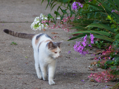 `Let`s see, what can I torture and kill today?`