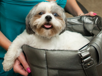 Puppy-in-a-purse.