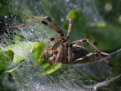 I`m no expert, but I assume there are no vegan spiders.