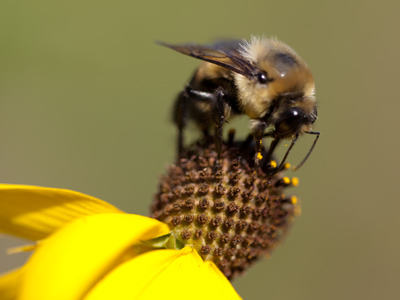 Bees LIKE IT when there`s a high pollen count.