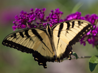 This guy has evidently had a rough life.  Both of his `swallow tails` have broken off.