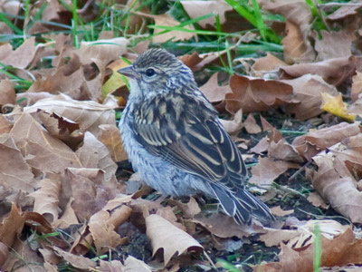 This bird is smaller than my fist, but was bossing around another bird of a different species that was even smaller.