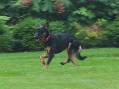There are too many stray cats on campus (see June 2, 2010, and August 18, 2009).  Time for a little variety.