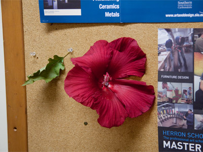 Indoor/outdoor hybiscus.