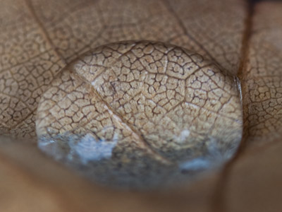 A water droplet on a leaf looks a bit like a human brain.
