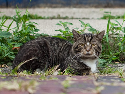 Apathy, disdain, boredom:  I don`t like, but am like, cats.