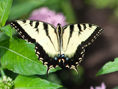 This tiger swallowtail was flying away, but at 1/8000th of a second, its wings seem to be motionless.  Notice its two swallow tails are intact (unlike the one on July 11 above).