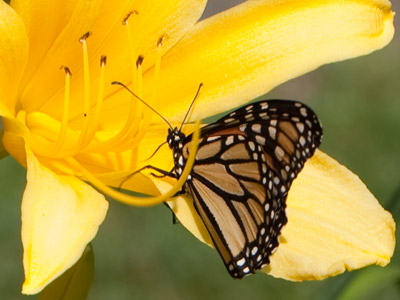 A much more friendly insect than the one previous.