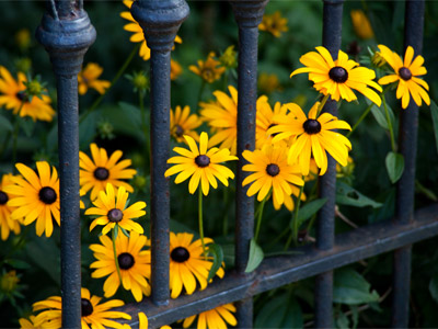I went by hours later and these same flowers extended about a foot beyond the fence.