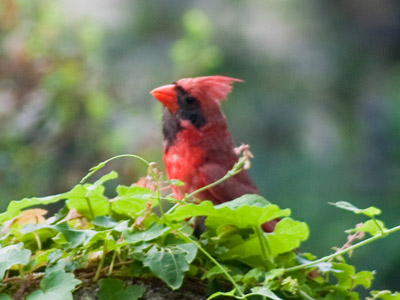 I usually hear their territorial call:  CHIK! CHIK!  But this morning it was the happy call:  CHEEWww, CHEEWww!
