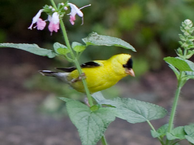 You never know what you might find under a leaf.