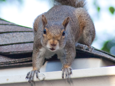 I had a staring contest with a squirrel and lost.