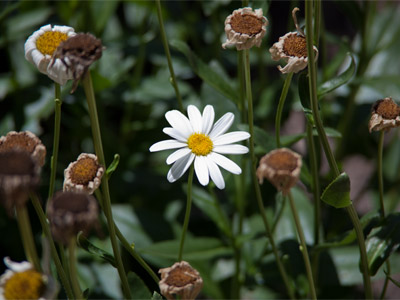 The last of its kind.