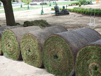 So that`s where the new grass came from (see yesterday).