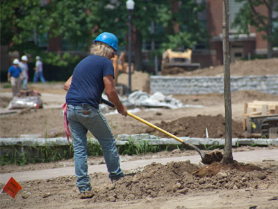 The mature trees that were cut down for this project are being replaced by saplings.