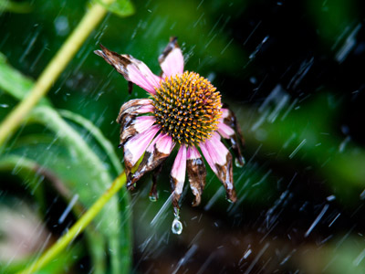 For this particular flower, the water is too little too late.