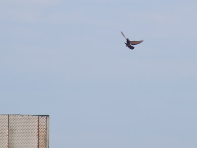 Have you seen that movie `Ghost Dog:  The Way of the Samurai`?