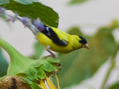 I like to eat sunflower seeds too, but usually from a bag.
