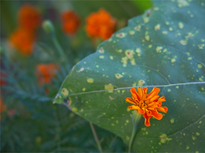 Why are there colors in nature?  Think about it.