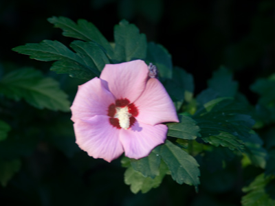 I`ve been doing this for 2260 days in a row, and I still haven`t grown tired of taking pictures of flowers.  You probably grew tired of looking at them 2000 days ago.