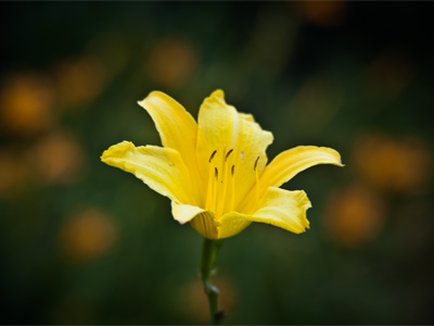 For photographers:  are the orange flowers in the background there by accident?
