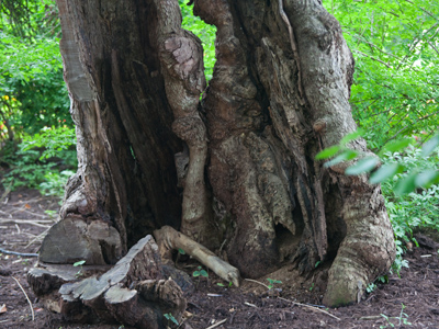 I waited for the Keebler elves, but was disappointed.